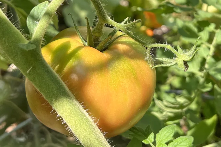 The risks of waiting too long to harvest garden vegetables
